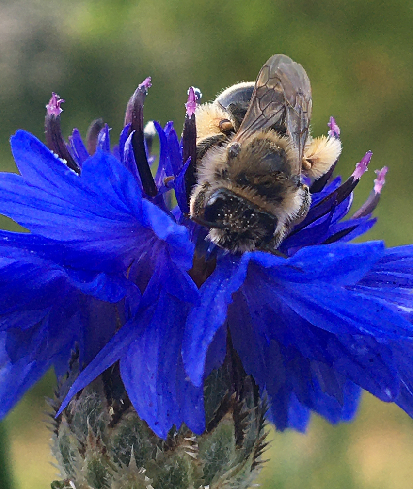 Vue en gros plan d'une abeille butinant une fleur bleue