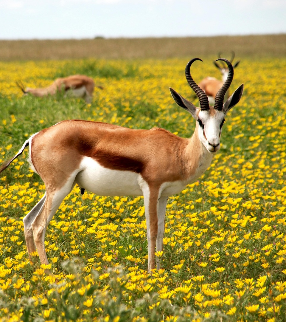 antilope dans un champ de fleur jaune regardant l'objectif